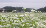 ソバの花