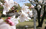 舞鶴公園の桜