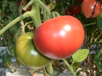 高糖度トマトの写真