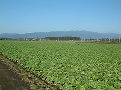 白菜畑の写真