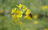 菜の花とミツバチ（川原自然公園）