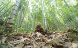 タケノコ_桑の木原