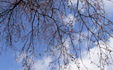 高千穂峡の桜
